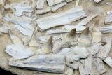Disarticulated Mosasaur Jaw With Teeth - Superb Preparation! #78100-1